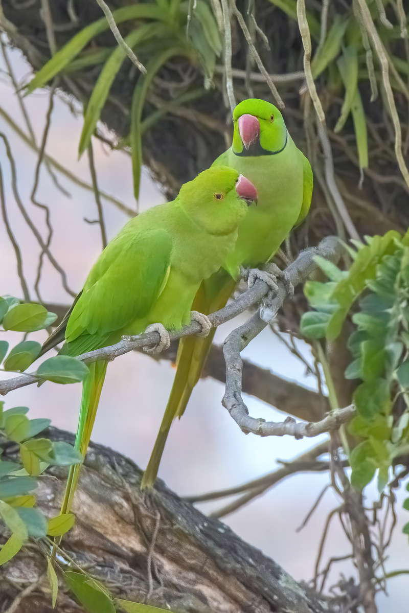 "A loving pair of green parrots captured in a tender moment, showcasing their bond in Pabna on February 20th." Photo: Shahin Rahman // V7N